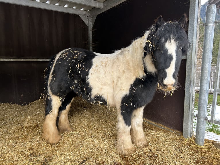 Meer ponys/kleine paarden Merrie 11 Jaar 125 cm Gevlekt-paard in Nesselwängle