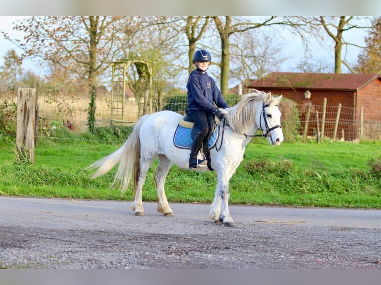 Meer ponys/kleine paarden Merrie 11 Jaar 127 cm Wit in Bogaarden