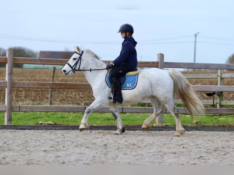 Meer ponys/kleine paarden Merrie 11 Jaar 127 cm Wit in Bogaarden