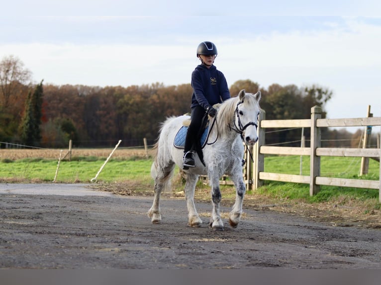 Meer ponys/kleine paarden Merrie 11 Jaar 127 cm Wit in Bogaarden