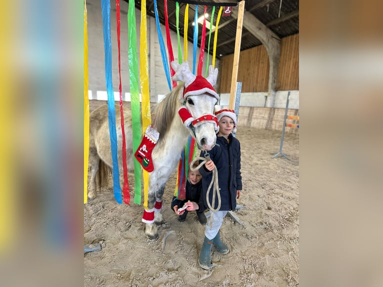 Meer ponys/kleine paarden Merrie 11 Jaar 127 cm Wit in Bogaarden