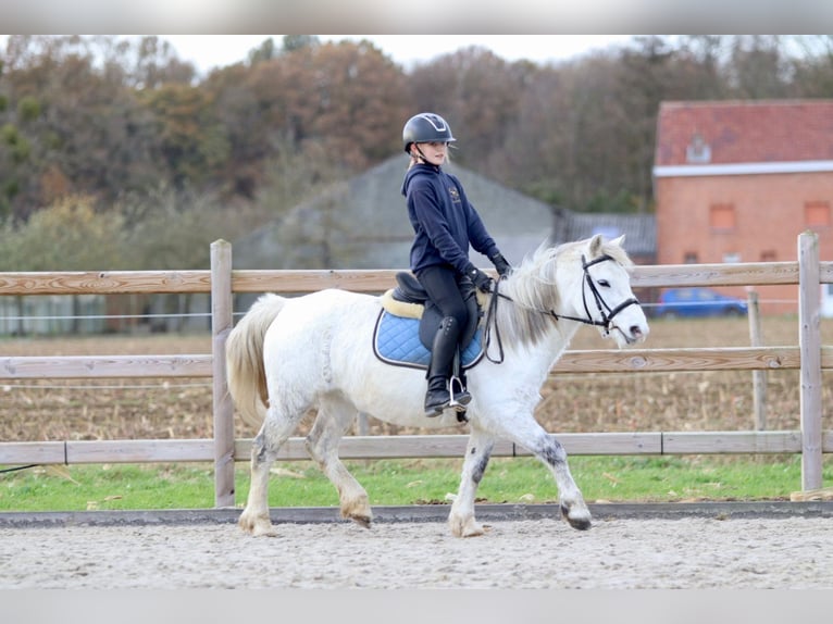 Meer ponys/kleine paarden Merrie 11 Jaar 127 cm Wit in Bogaarden