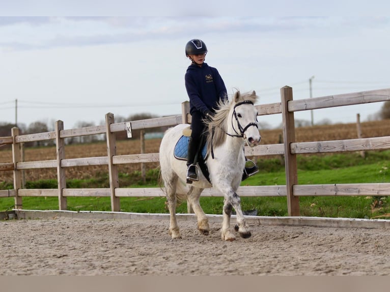 Meer ponys/kleine paarden Merrie 11 Jaar 127 cm Wit in Bogaarden