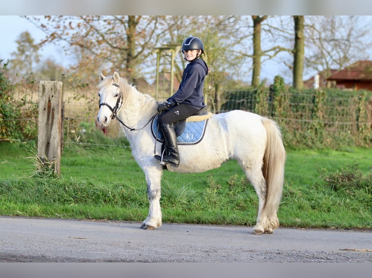 Meer ponys/kleine paarden Merrie 11 Jaar 127 cm Wit in Bogaarden