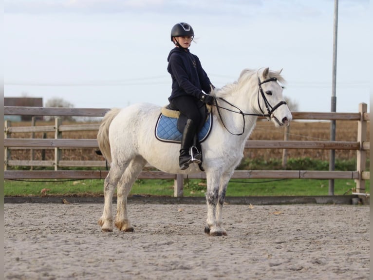 Meer ponys/kleine paarden Merrie 11 Jaar 127 cm Wit in Bogaarden