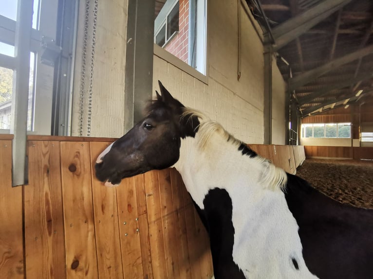 Meer ponys/kleine paarden Merrie 11 Jaar 141 cm Gevlekt-paard in Werne