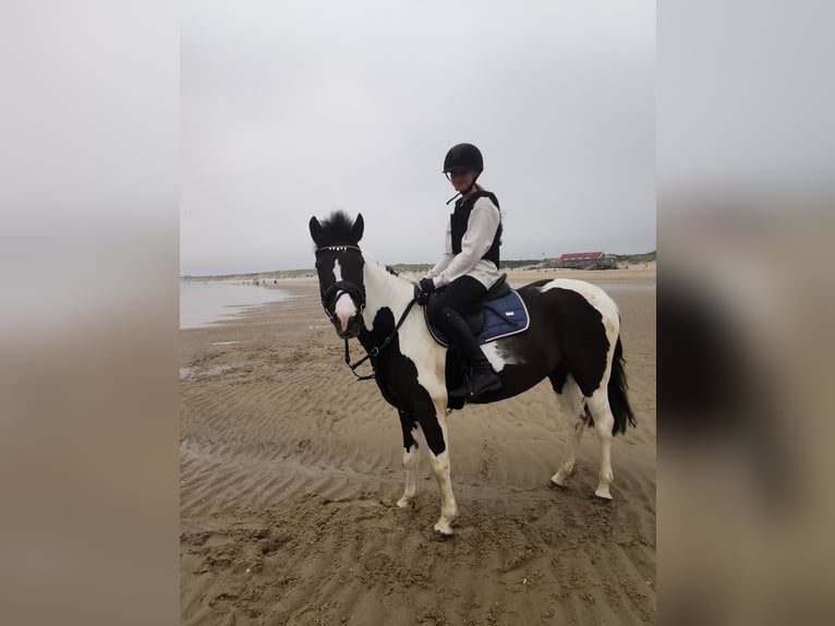 Meer ponys/kleine paarden Merrie 11 Jaar 141 cm Gevlekt-paard in Werne