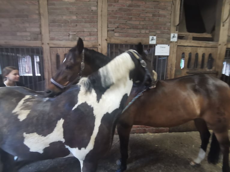 Meer ponys/kleine paarden Merrie 11 Jaar 141 cm Gevlekt-paard in Werne