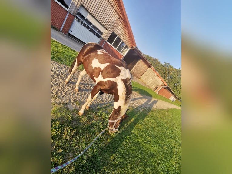 Meer ponys/kleine paarden Merrie 11 Jaar 141 cm Gevlekt-paard in Werne