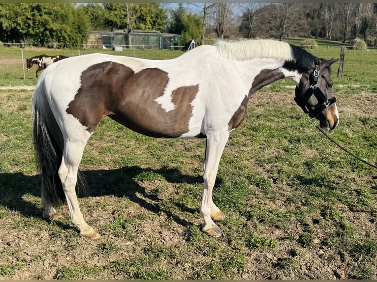 Meer ponys/kleine paarden Merrie 11 Jaar 168 cm Gevlekt-paard in GROTE-BROGEL