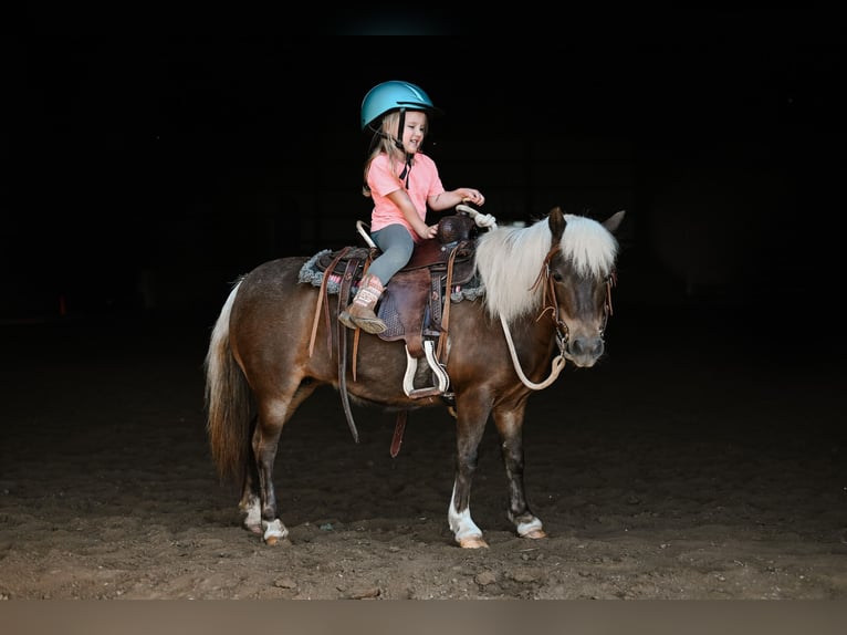 Meer ponys/kleine paarden Merrie 11 Jaar 86 cm Grullo in Dalton, OH