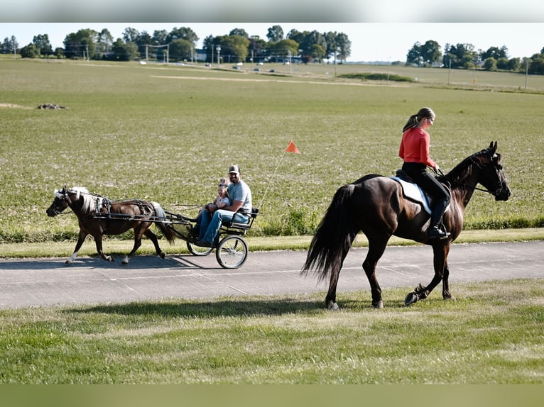 Meer ponys/kleine paarden Merrie 11 Jaar 86 cm Grullo in Dalton, OH