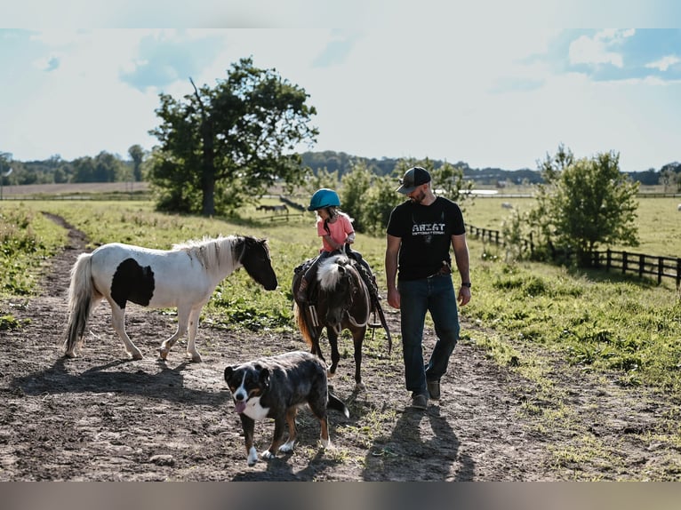 Meer ponys/kleine paarden Merrie 11 Jaar 86 cm Grullo in Dalton, OH