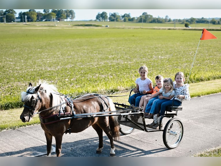 Meer ponys/kleine paarden Merrie 11 Jaar 86 cm Grullo in Dalton, OH