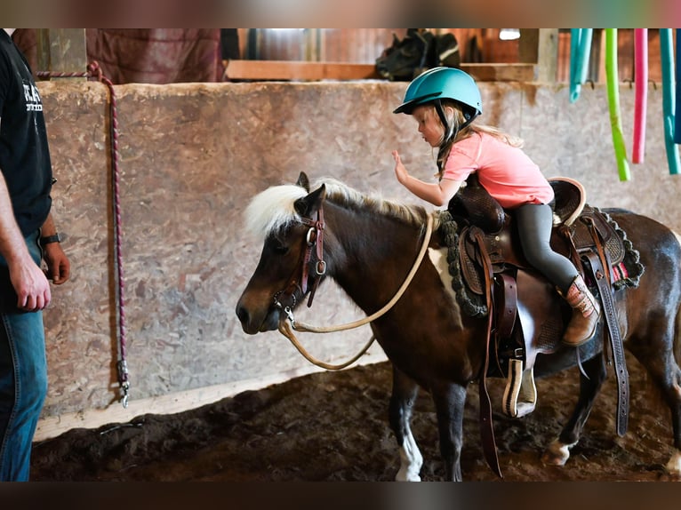 Meer ponys/kleine paarden Merrie 11 Jaar 86 cm Grullo in Dalton, OH