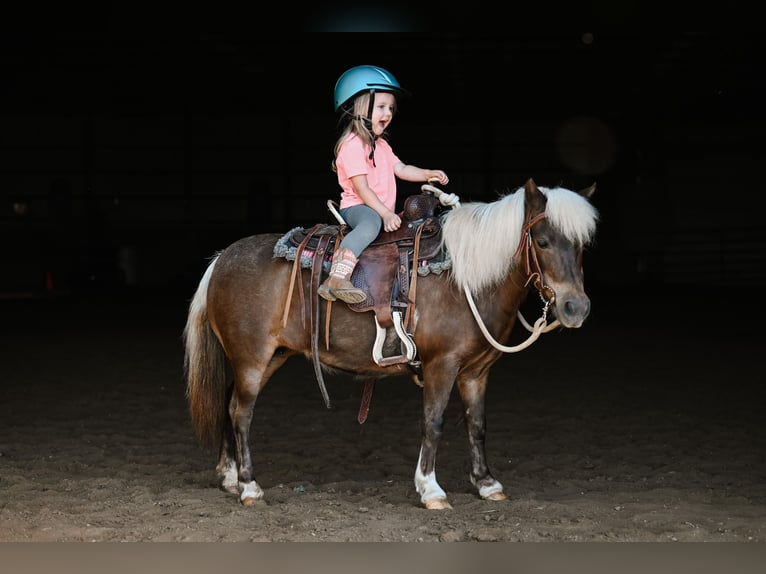 Meer ponys/kleine paarden Merrie 11 Jaar 86 cm Grullo in Dalton, OH