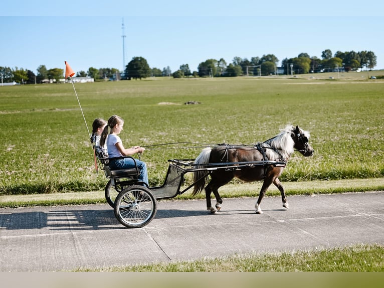 Meer ponys/kleine paarden Merrie 11 Jaar 86 cm Grullo in Dalton, OH