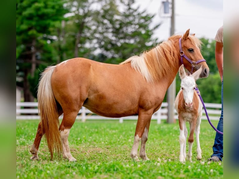 Meer ponys/kleine paarden Merrie 11 Jaar 97 cm Gevlekt-paard in Narvon, PA