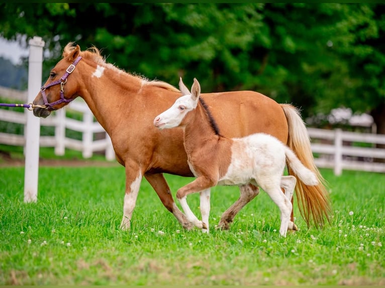 Meer ponys/kleine paarden Merrie 11 Jaar 97 cm Gevlekt-paard in Narvon, PA