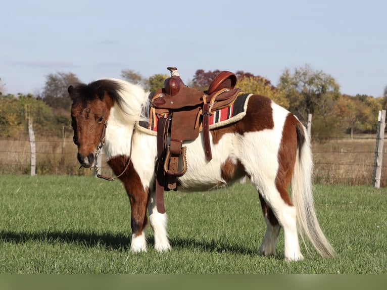 Meer ponys/kleine paarden Merrie 11 Jaar 99 cm Gevlekt-paard in Purdy, MO