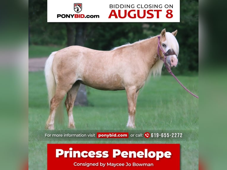 Meer ponys/kleine paarden Merrie 11 Jaar 99 cm Palomino in Carthage, TX