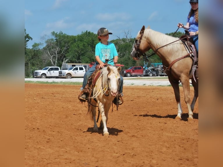 Meer ponys/kleine paarden Merrie 11 Jaar 99 cm Palomino in Carthage, TX