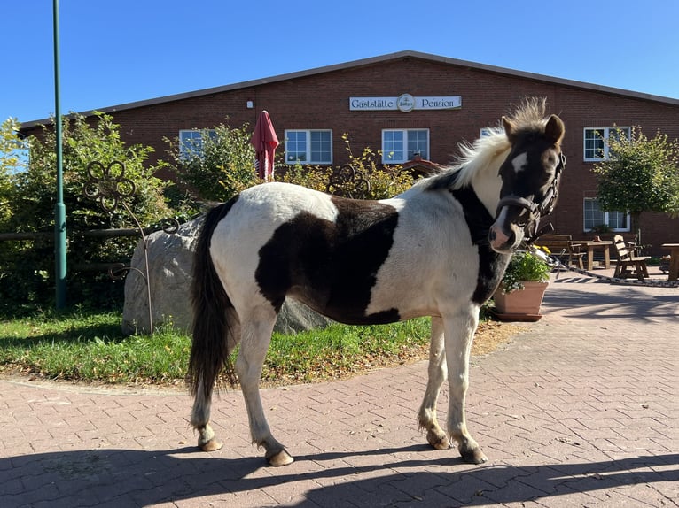 Meer ponys/kleine paarden Merrie 12 Jaar 125 cm Gevlekt-paard in Insel Poel