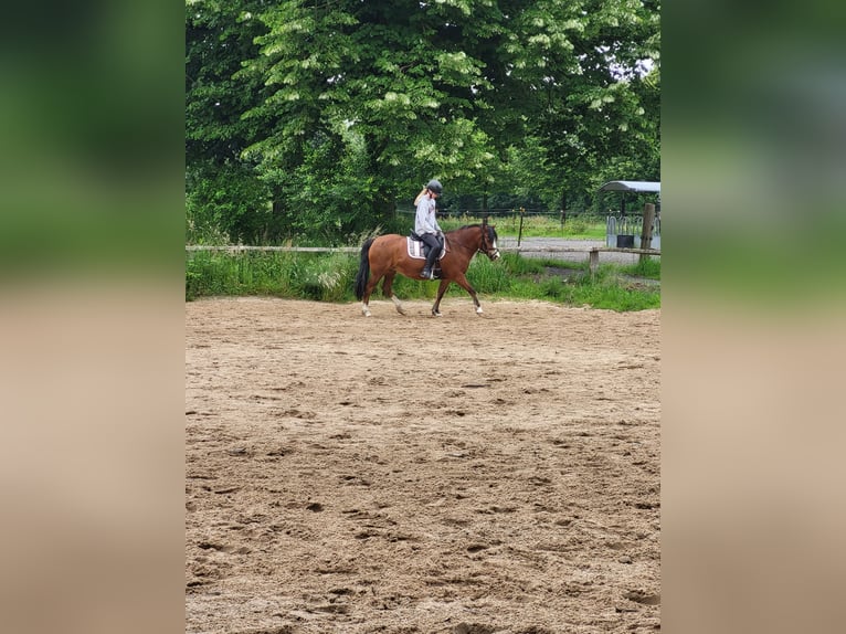 Meer ponys/kleine paarden Mix Merrie 12 Jaar 131 cm in Mülheim an der Ruhr