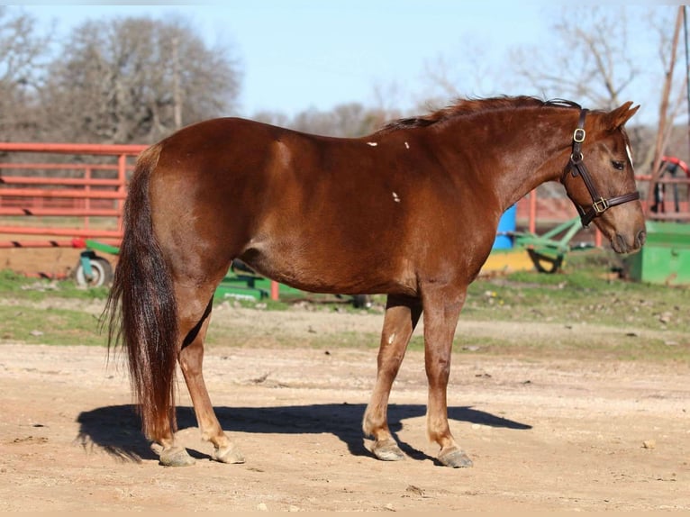 Meer ponys/kleine paarden Merrie 12 Jaar 132 cm Donkere-vos in Whitesboro, TX