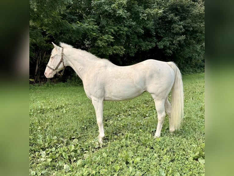 Meer ponys/kleine paarden Merrie 12 Jaar 140 cm Cremello in Granby, CT