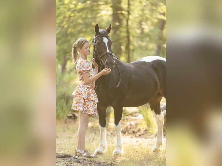 Meer ponys/kleine paarden Mix Merrie 12 Jaar 142 cm Gevlekt-paard in Veulen