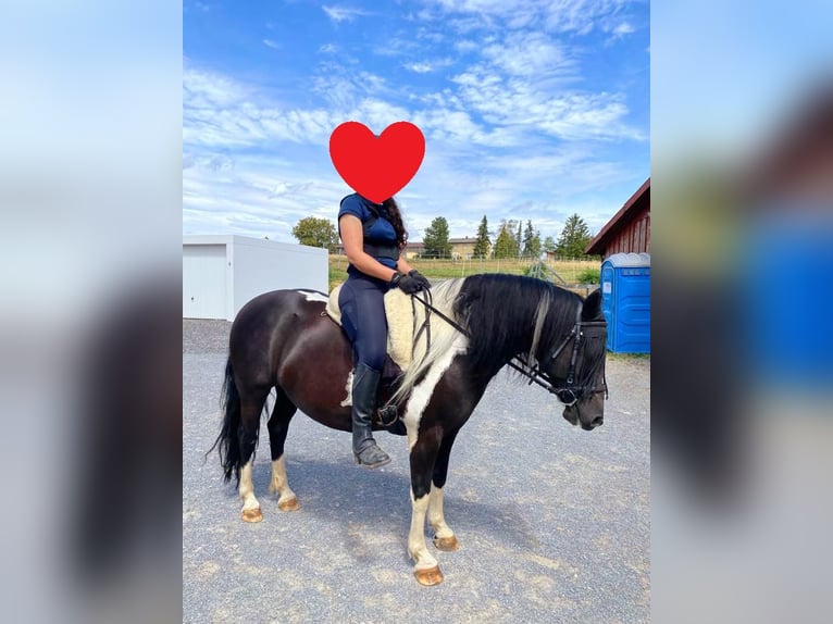 Meer ponys/kleine paarden Mix Merrie 12 Jaar 142 cm Gevlekt-paard in Niefern-Öschelbronn