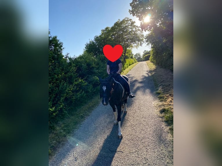 Meer ponys/kleine paarden Mix Merrie 12 Jaar 142 cm Gevlekt-paard in Niefern-Öschelbronn