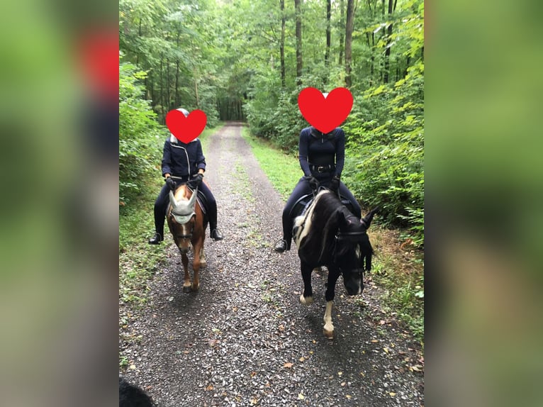 Meer ponys/kleine paarden Mix Merrie 12 Jaar 142 cm Gevlekt-paard in Niefern-Öschelbronn