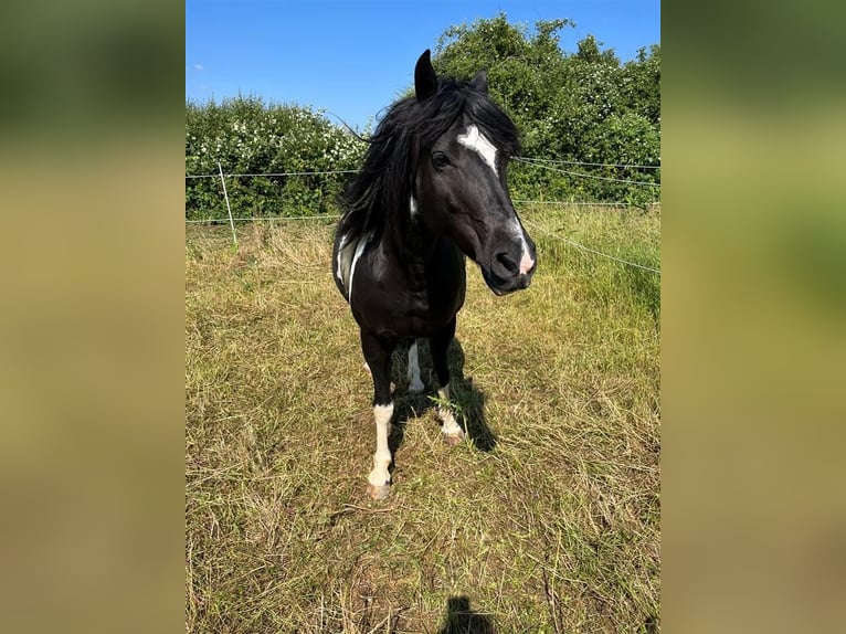 Meer ponys/kleine paarden Mix Merrie 12 Jaar 142 cm Gevlekt-paard in Niefern-Öschelbronn