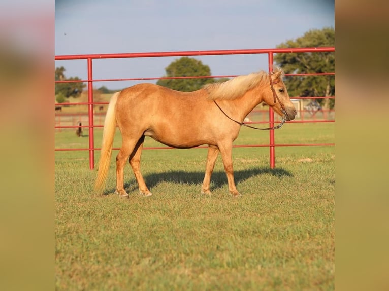 Meer ponys/kleine paarden Merrie 13 Jaar 122 cm Palomino in Grand Saline