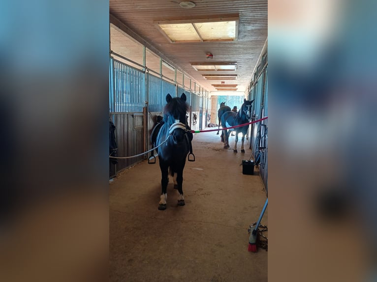 Meer ponys/kleine paarden Merrie 13 Jaar 128 cm Donkerbruin in Rülzheim