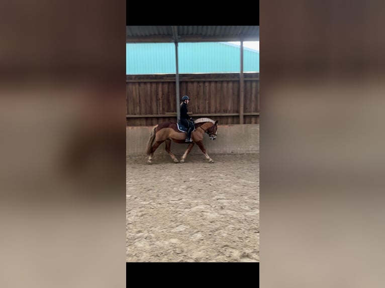 Meer ponys/kleine paarden Merrie 13 Jaar 155 cm Vos in Tostedt