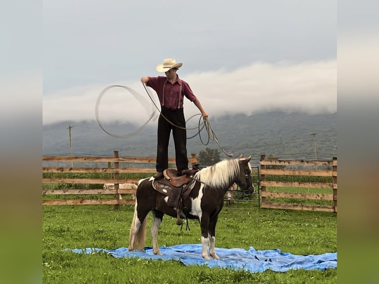 Meer ponys/kleine paarden Merrie 14 Jaar 124 cm in Allenwood, PA