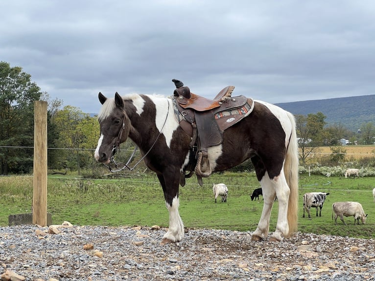 Meer ponys/kleine paarden Merrie 14 Jaar 124 cm in Allenwood, PA