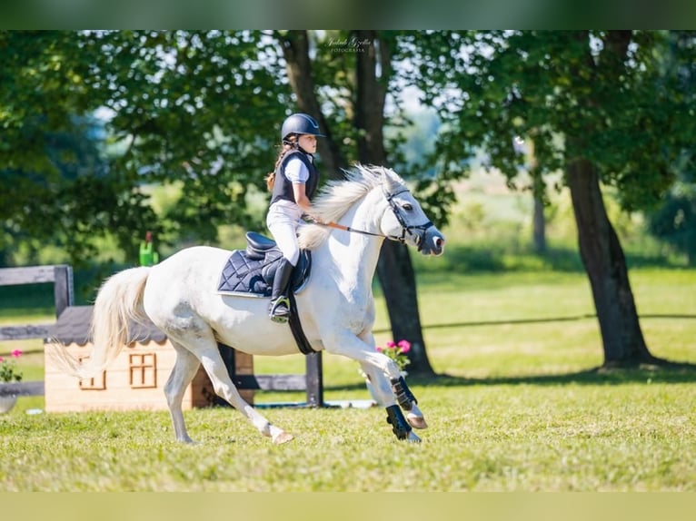 Meer ponys/kleine paarden Merrie 14 Jaar 138 cm Gevlekt-paard in Nowy Dwór Gdanski