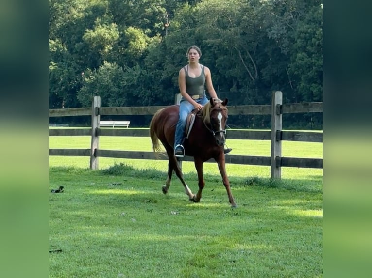 Meer ponys/kleine paarden Merrie 14 Jaar 145 cm Donkere-vos in Granby, CT