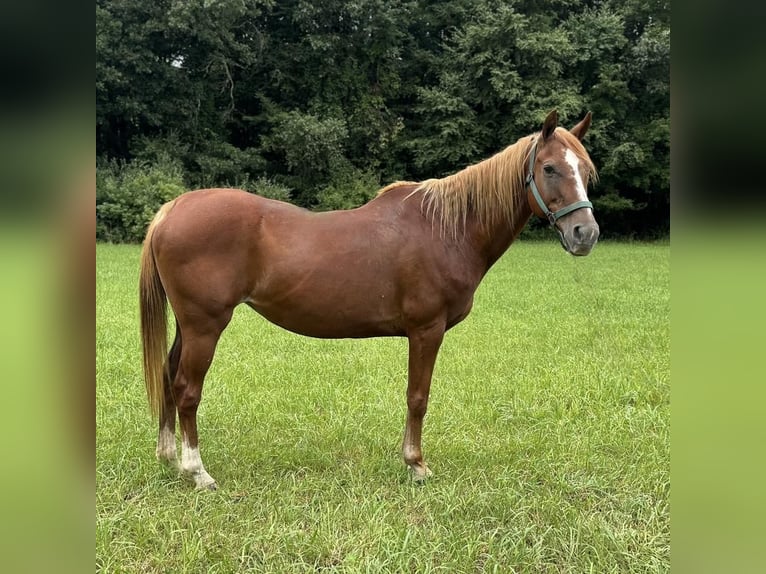 Meer ponys/kleine paarden Merrie 14 Jaar 145 cm Donkere-vos in Granby, CT