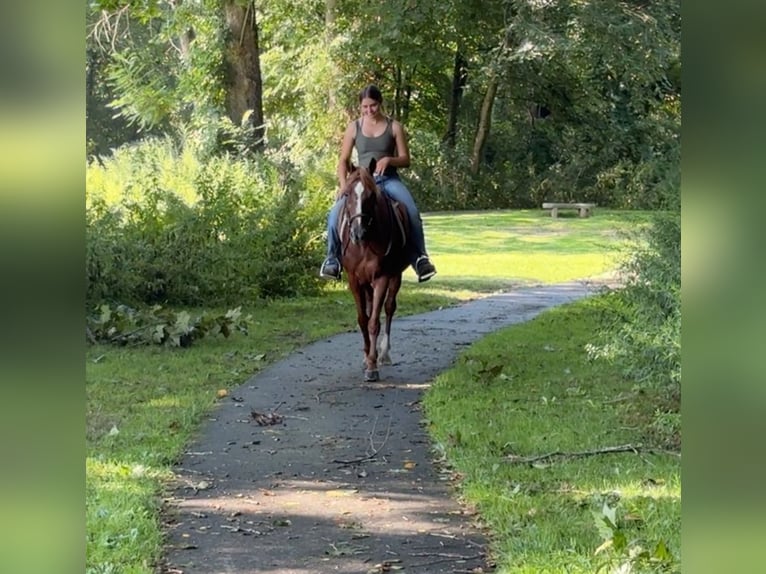 Meer ponys/kleine paarden Merrie 14 Jaar 145 cm Donkere-vos in Granby, CT