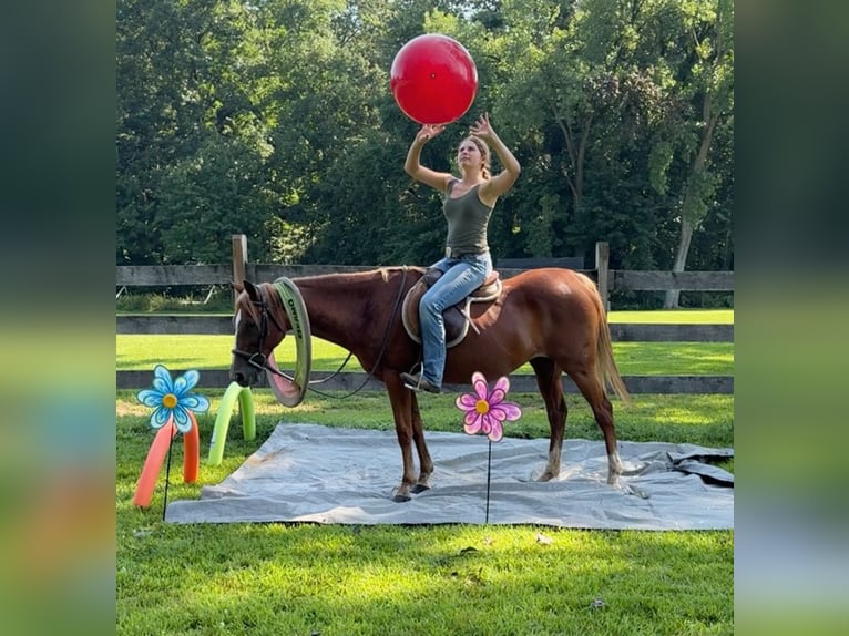 Meer ponys/kleine paarden Merrie 14 Jaar 145 cm Donkere-vos in Granby, CT