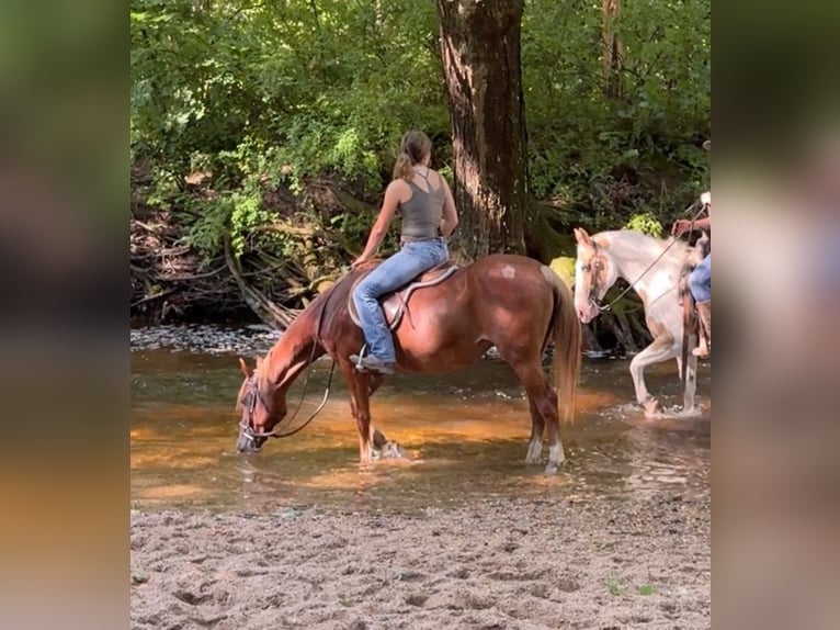 Meer ponys/kleine paarden Merrie 14 Jaar 145 cm Donkere-vos in Granby, CT