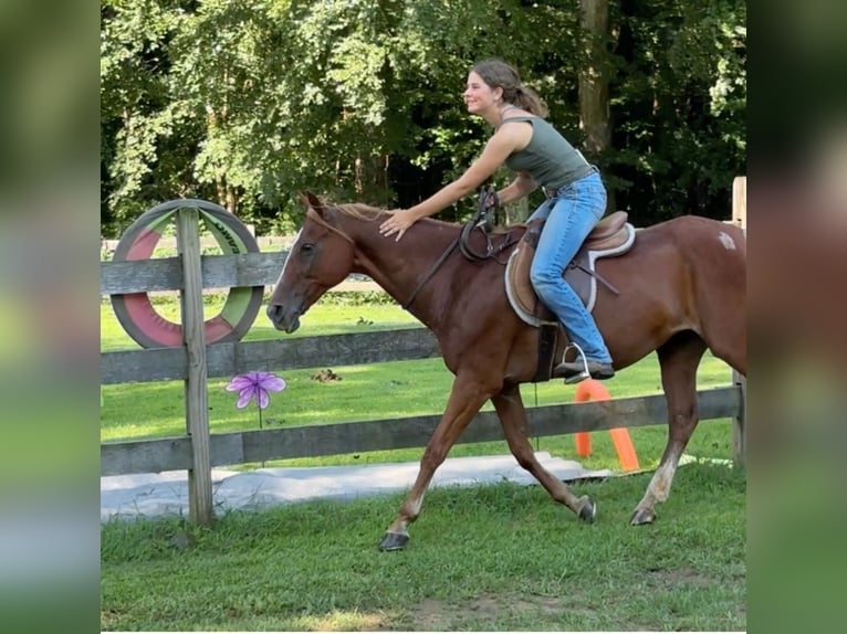 Meer ponys/kleine paarden Merrie 14 Jaar 145 cm Donkere-vos in Granby, CT