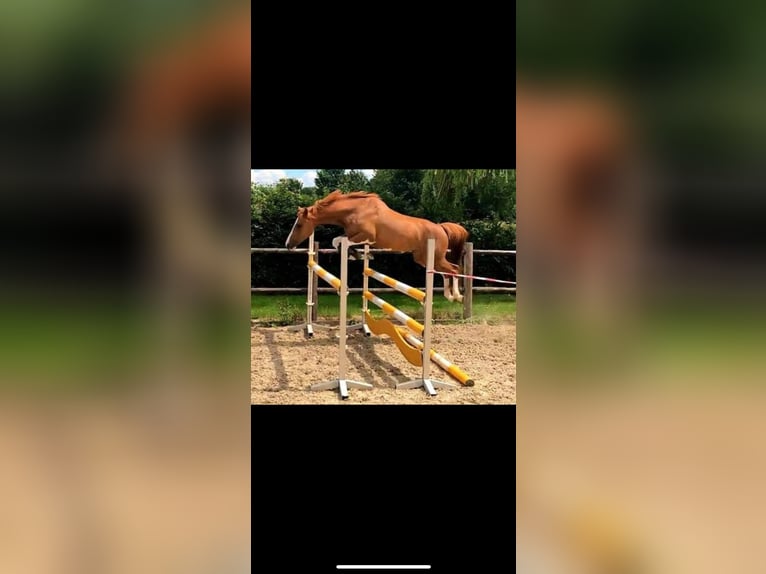 Meer ponys/kleine paarden Merrie 14 Jaar 145 cm Vos in Meppen