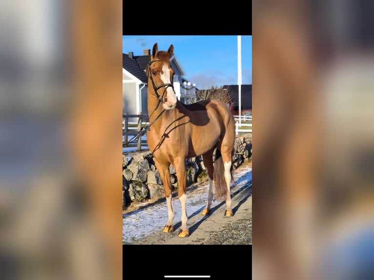 Meer ponys/kleine paarden Merrie 14 Jaar 145 cm Vos in Meppen