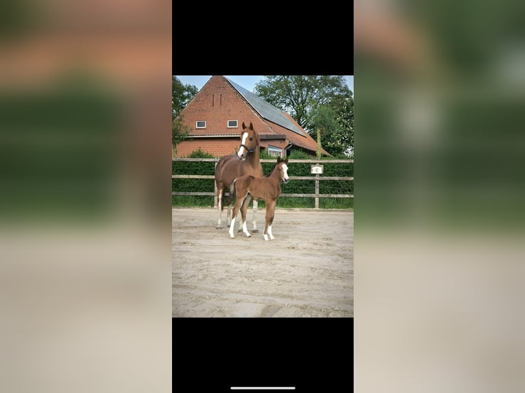 Meer ponys/kleine paarden Merrie 14 Jaar 145 cm Vos in Meppen